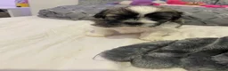Shih Tzu dogs for sale: Beautiful Shih Tzu Puppies-Loving family Home - Advert 6