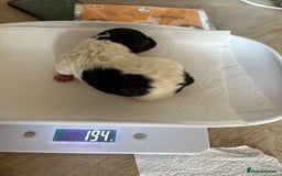 Mixed Breed dogs for sale: 6 beautiful Shihpoo + cotton de Tulear puppies - Image 10