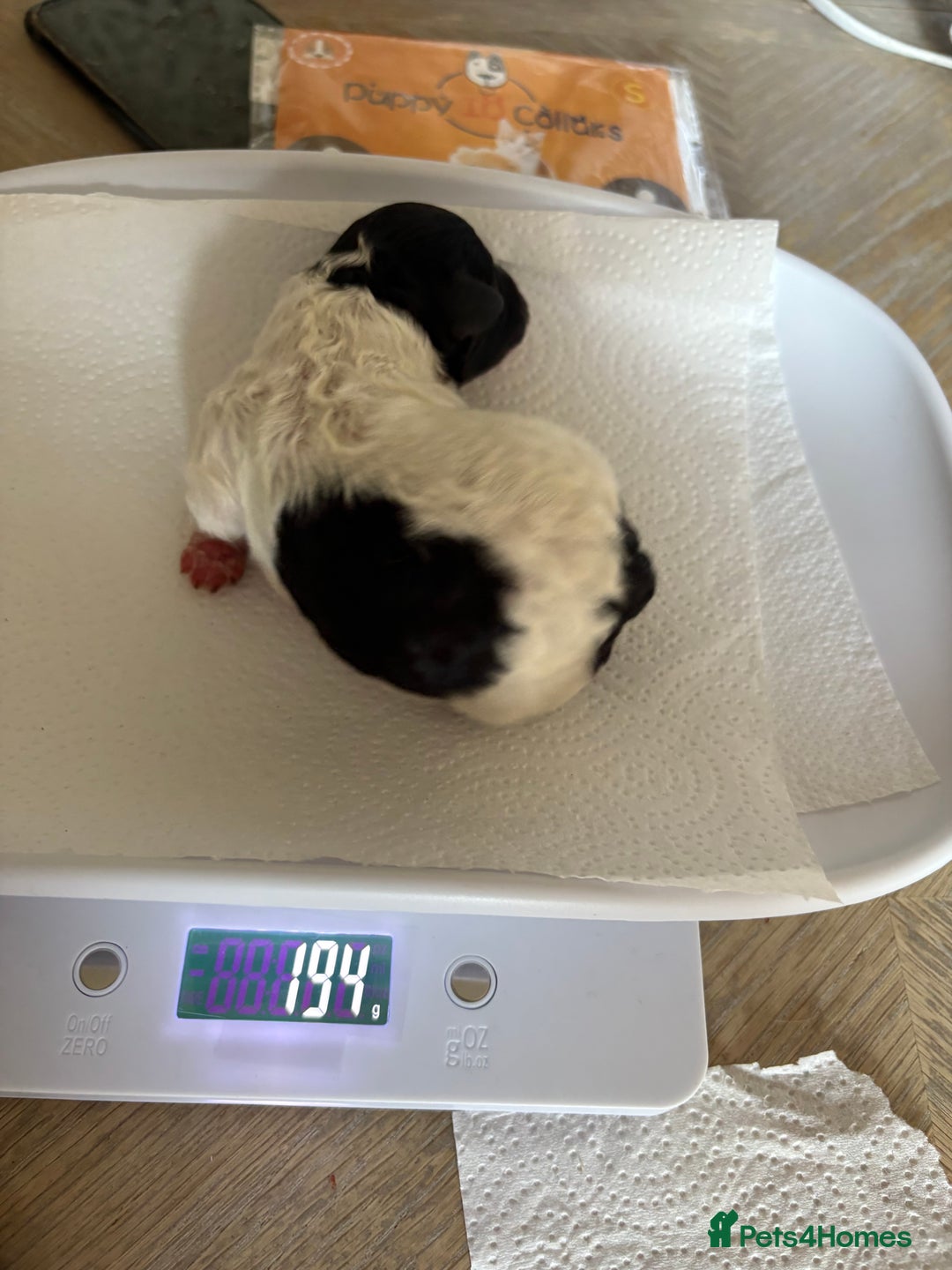 Mixed Breed dogs for sale: 6 beautiful Shihpoo + cotton de Tulear puppies - Image 10