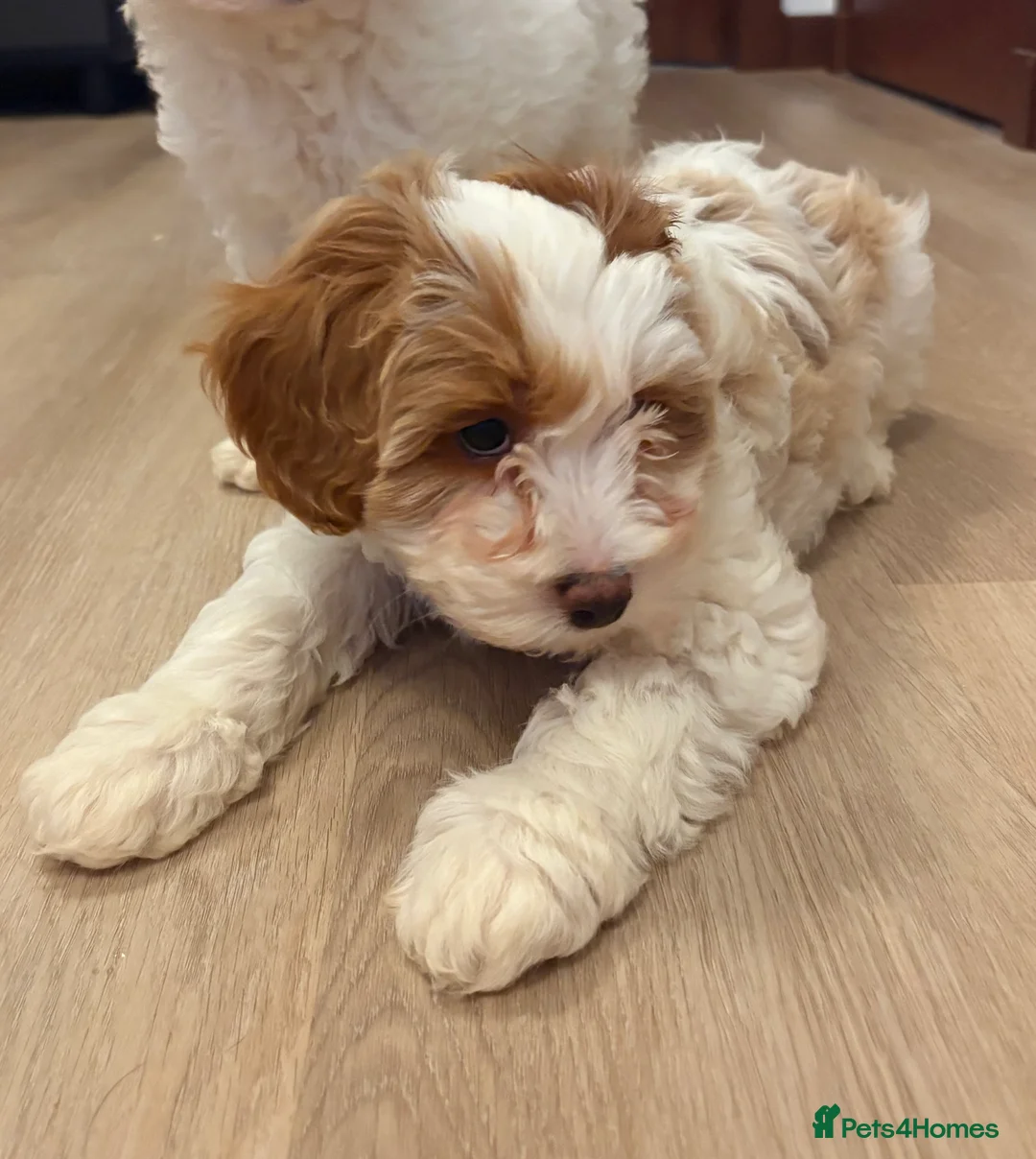 Cavachon dogs for sale: Cavapoochon Puppies - Advert 5