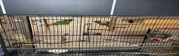 Conures birds for sale: Green Cheek Conures - Advert 8