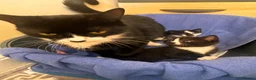 Domestic Shorthair cats for sale: Beautiful kittens(girl and boy) - Advert 14
