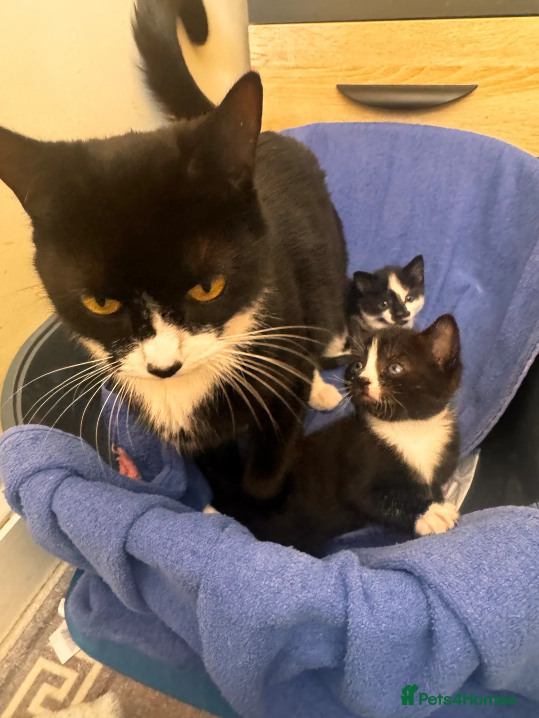 Domestic Shorthair cats for sale: Beautiful kittens(girl and boy) - Advert 14