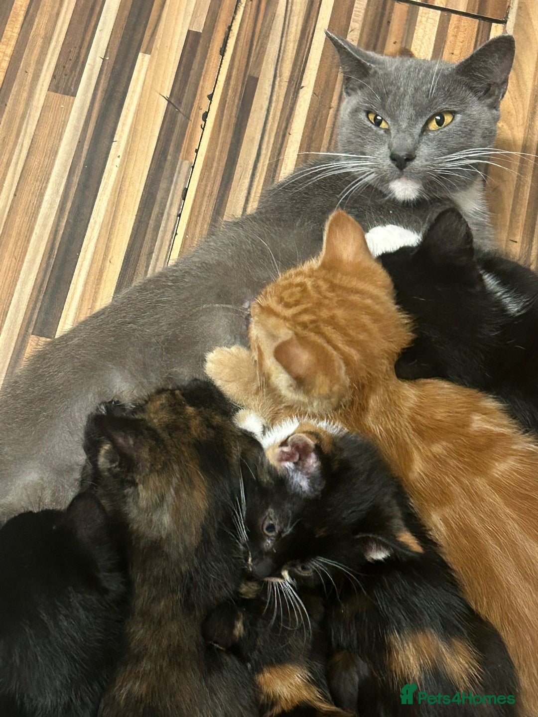 Russian Blue cats for sale: Russian blue kittens  - Advert 15