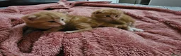 Domestic Shorthair cats for sale: 2 kittens for sale. in Sheffield - Advert 24