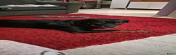 Rottweiler dogs for sale: Female rottweiler  - Advert 2