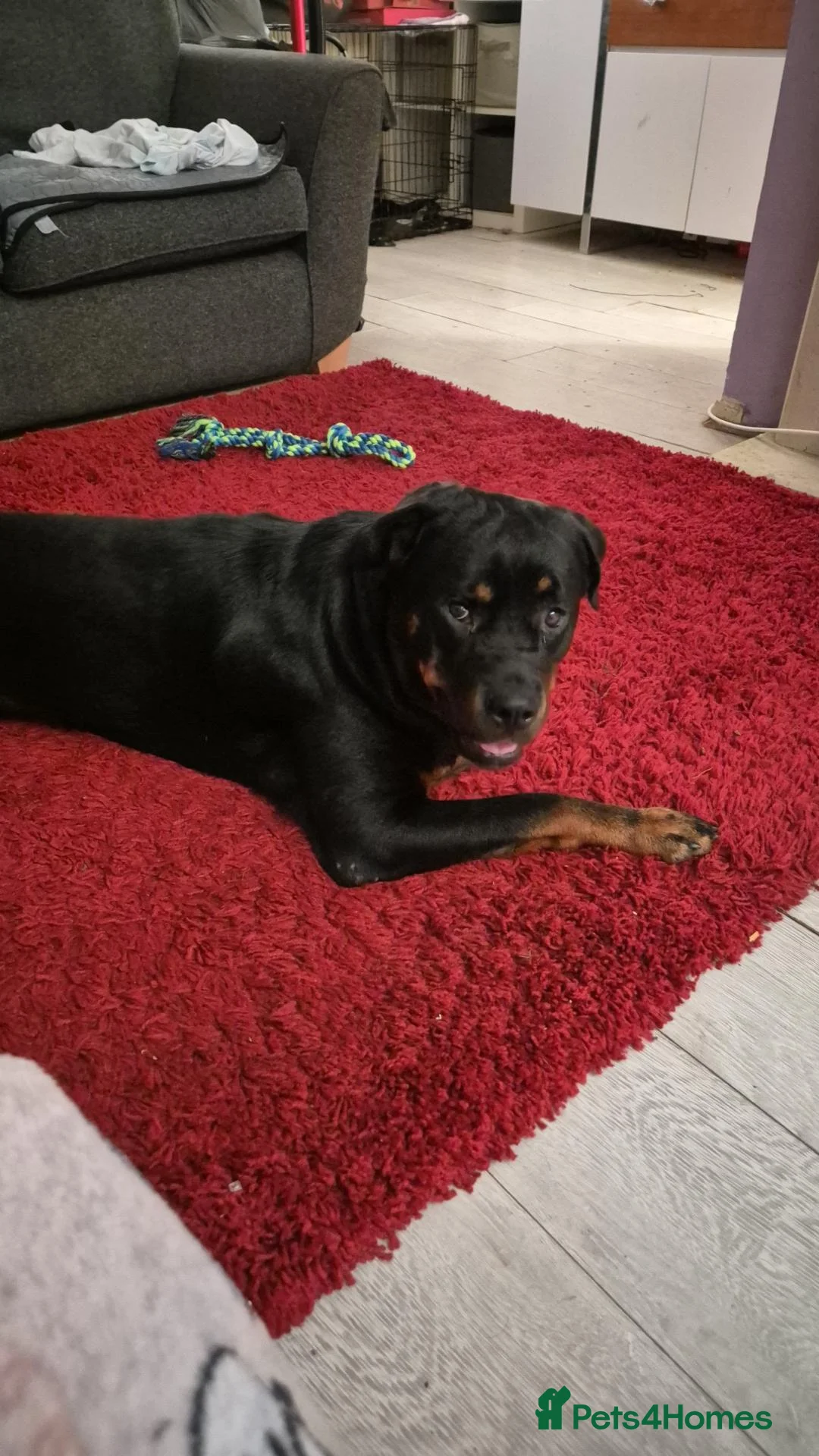 Rottweiler dogs for sale: Female rottweiler  - Advert 2