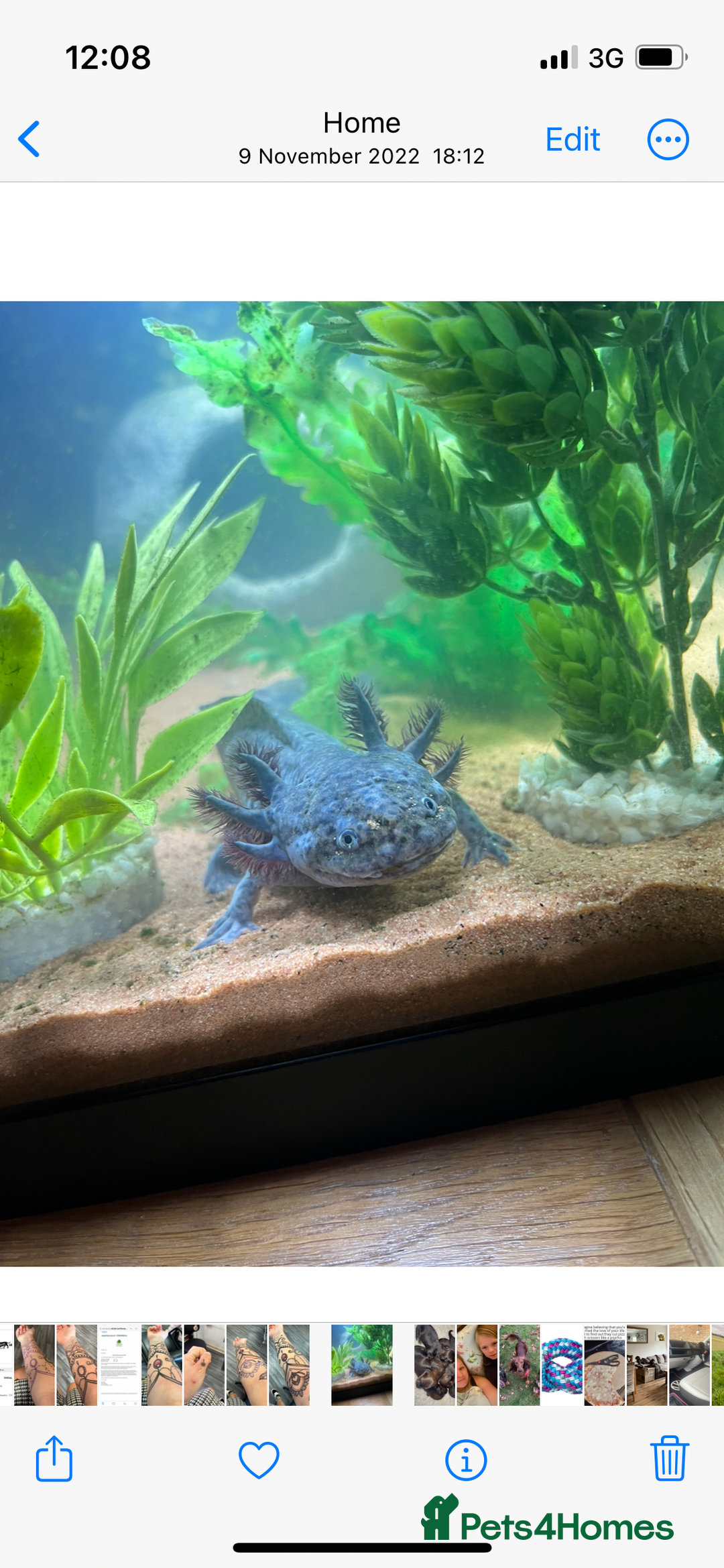 Axolotl reptiles for sale: Cute Axalotl - Image 1