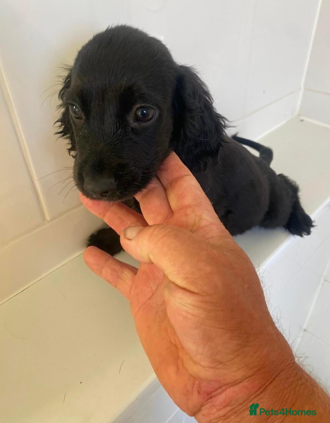 Cocker Spaniel dogs Gorgeous Cocker Spaniel puppies - Advert 1