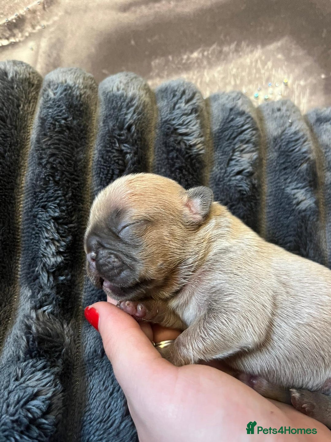French Bulldog dogs for sale: French bulldog puppies ready for reservation  - Image 3