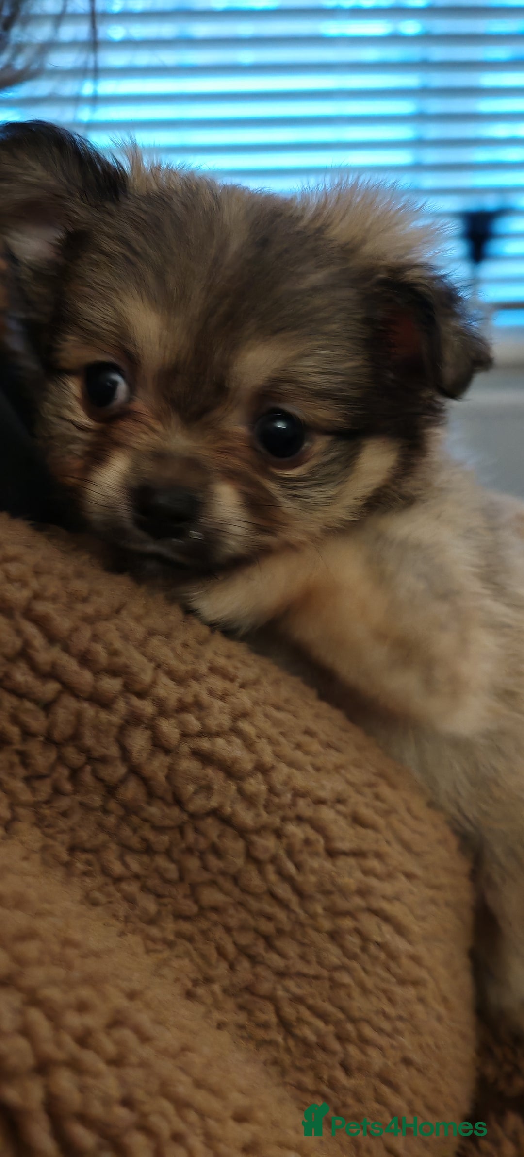 Pomchi dogs for sale: POMCHI - Advert 15