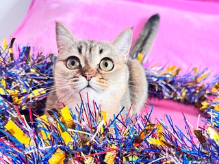 Scottish Fold cats High quality TICA pedigree kittens - Advert 7