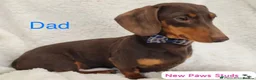 Miniature Dachshund dogs for sale: Miniature dapple piebald puppies - Advert 4