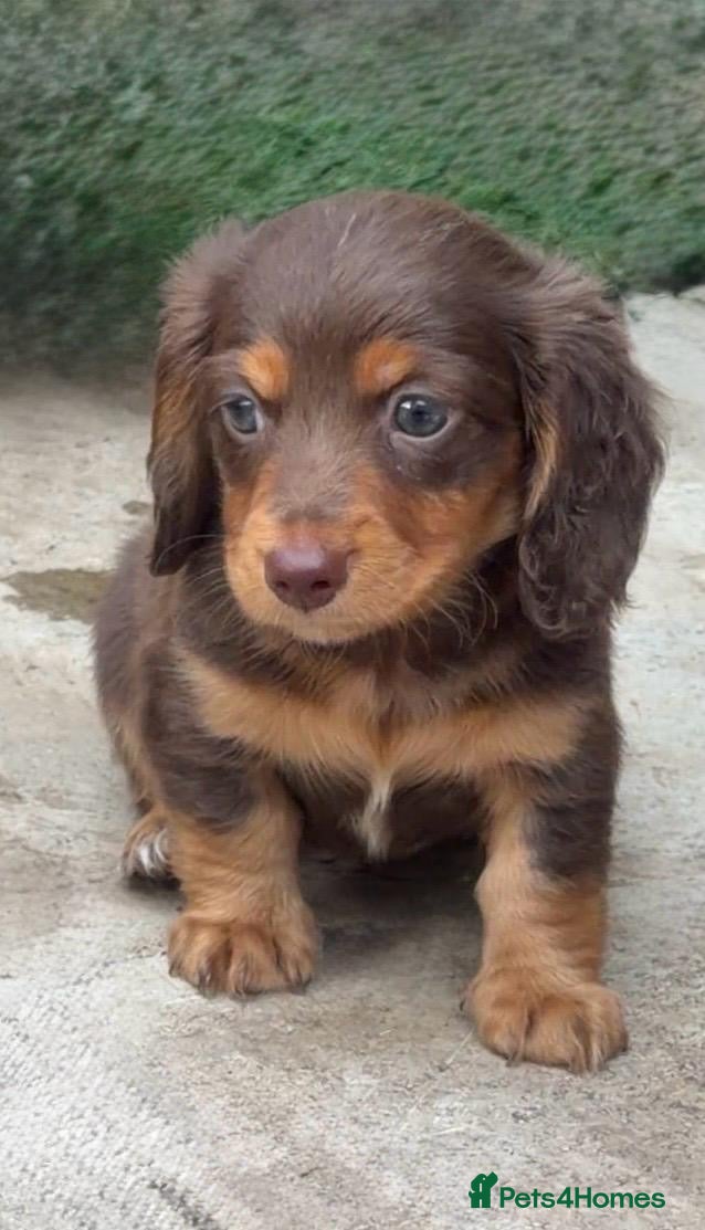 Miniature Dachshund dogs KC Registered miniature dachshunds  - Advert 1