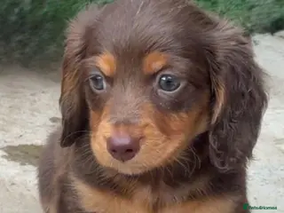 Miniature Dachshund dogs KC Registered miniature dachshunds - Advert 1