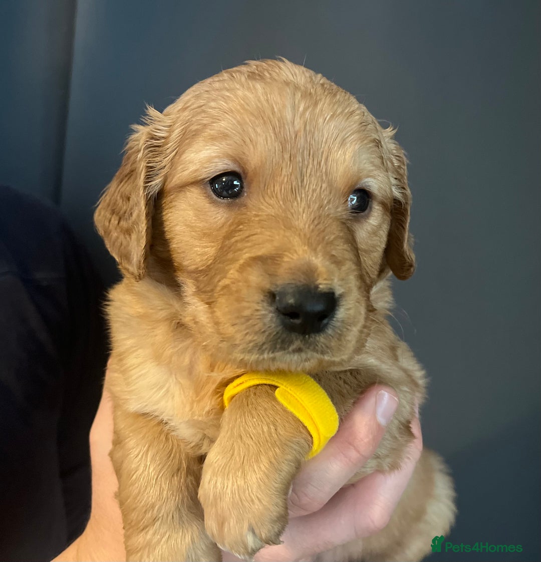 Golden Retriever dogs for sale: KC Registered - Golden Retriever Pups  - Image 19