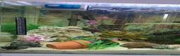 Other/Mixed Breed fish for sale: Full fishtank set up in Doncaster - Advert 3