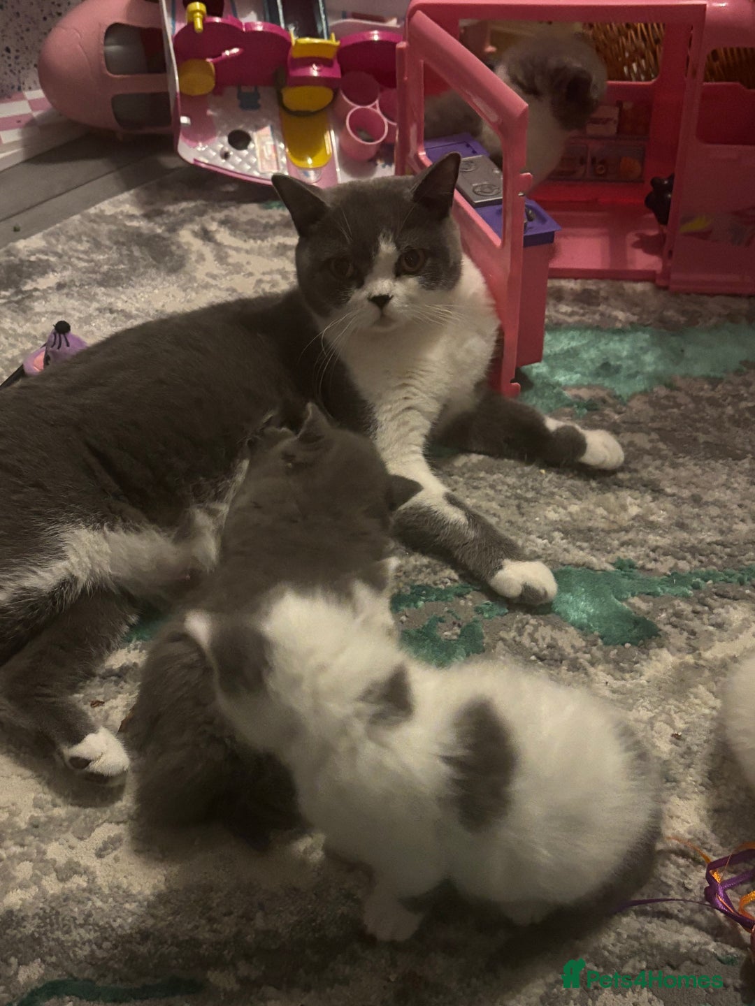 British Shorthair cats for sale: 2 sweet babies left!! - Advert 2