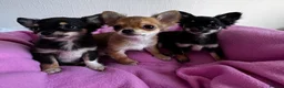 Chihuahua dogs for sale: KC reg Long hair tiny chihuahua for sale  - Advert 1