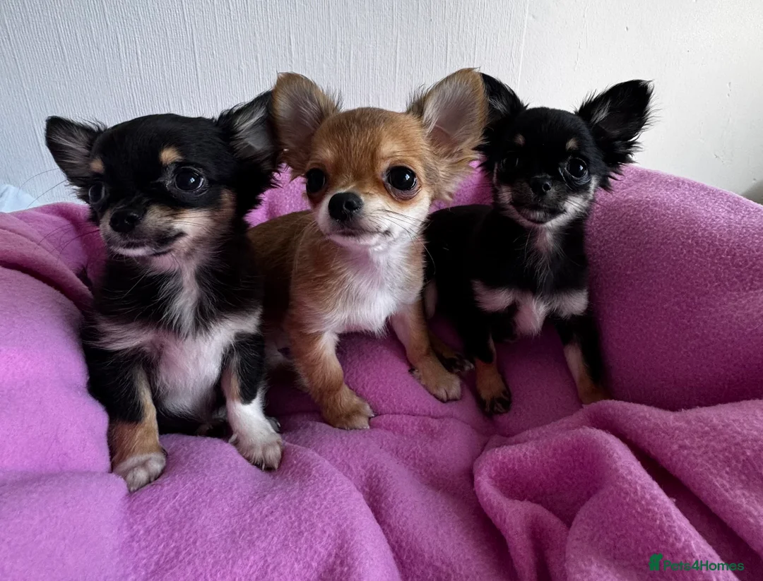 Chihuahua dogs for sale: KC reg Long hair tiny chihuahua for sale  - Advert 1