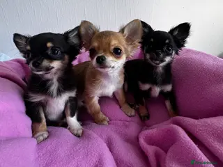 Chihuahua dogs KC reg Long hair tiny chihuahua for sale - Advert 4