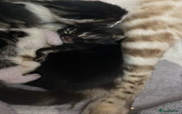 Mixed Breed cats for sale: Rare black blue eye bengal kittens - Image 3