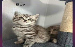 Scottish Fold cats for sale: scottish fold kittens  - Image 25