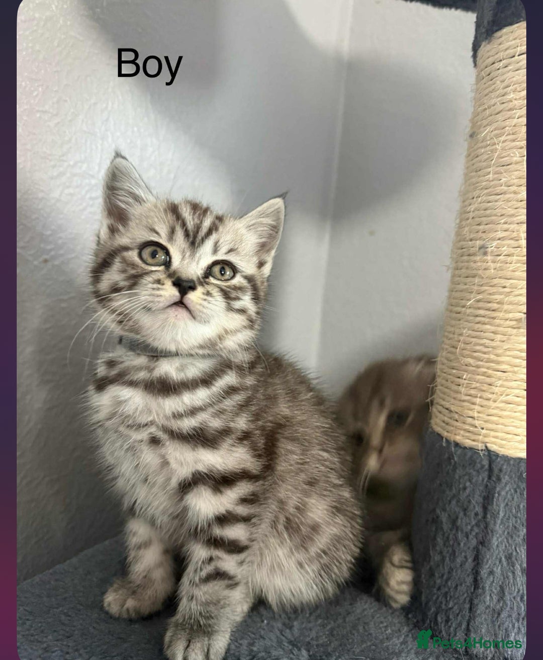 Scottish Fold cats for sale: scottish fold kittens  - Image 25
