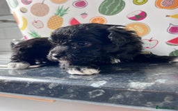 Poochon dogs for sale: Bichon and poodle mini  - Advert 6