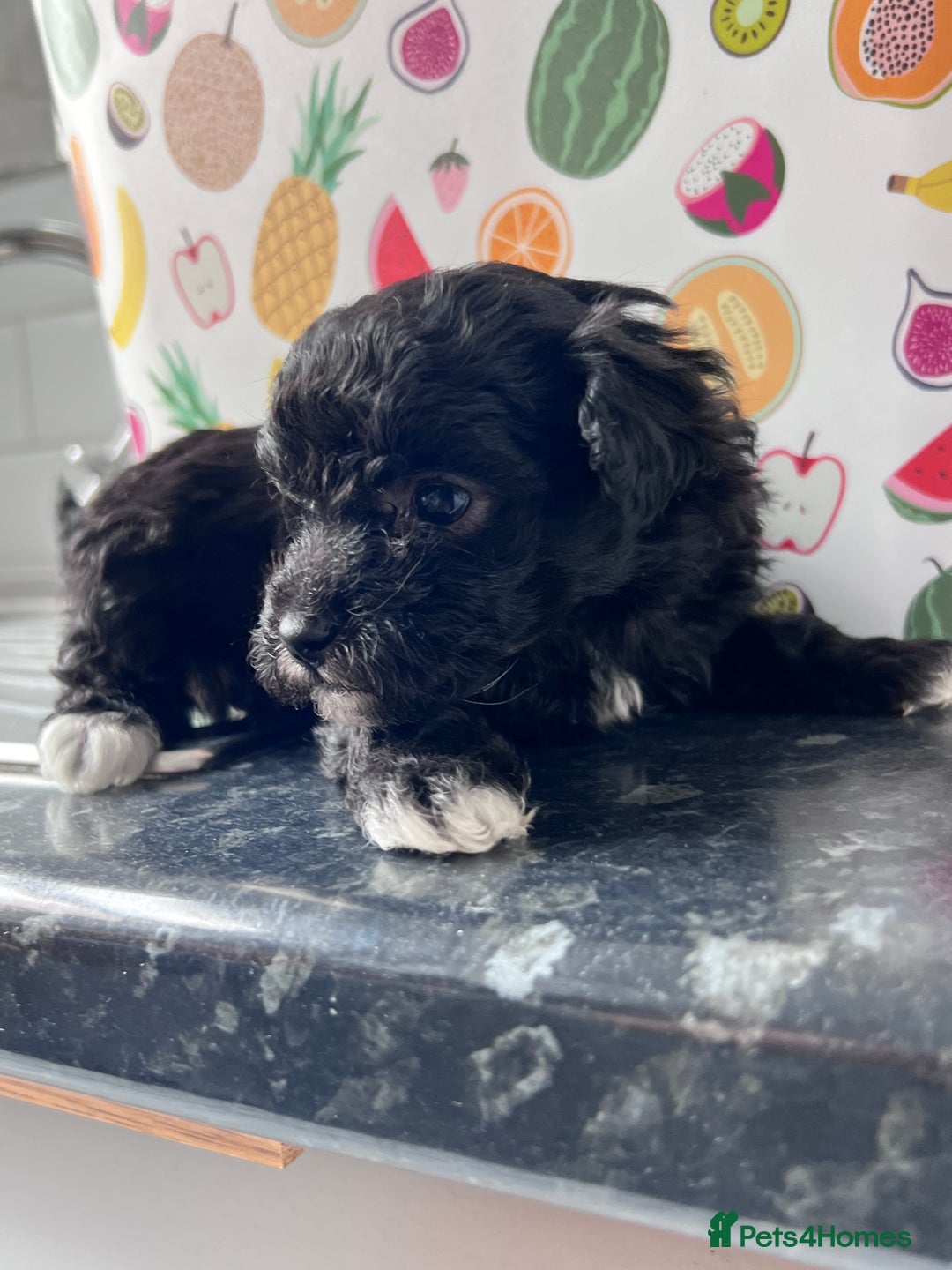 Poochon dogs for sale: Bichon and poodle mini  - Advert 6