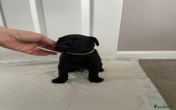 Labrador Retriever dogs for sale: Black Labrador Puppies - Advert 2