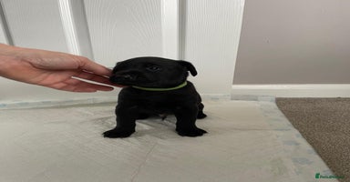 Labrador Retriever dogs Black Labrador Puppies pet/working - Advert 5