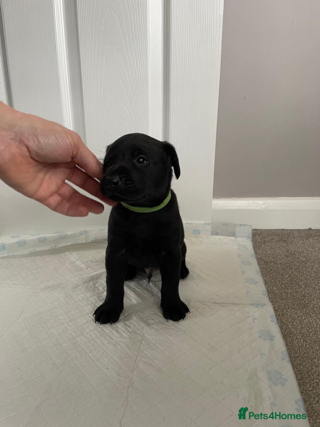 Labrador Retriever dogs for sale: Black Labrador Puppies - Advert 2