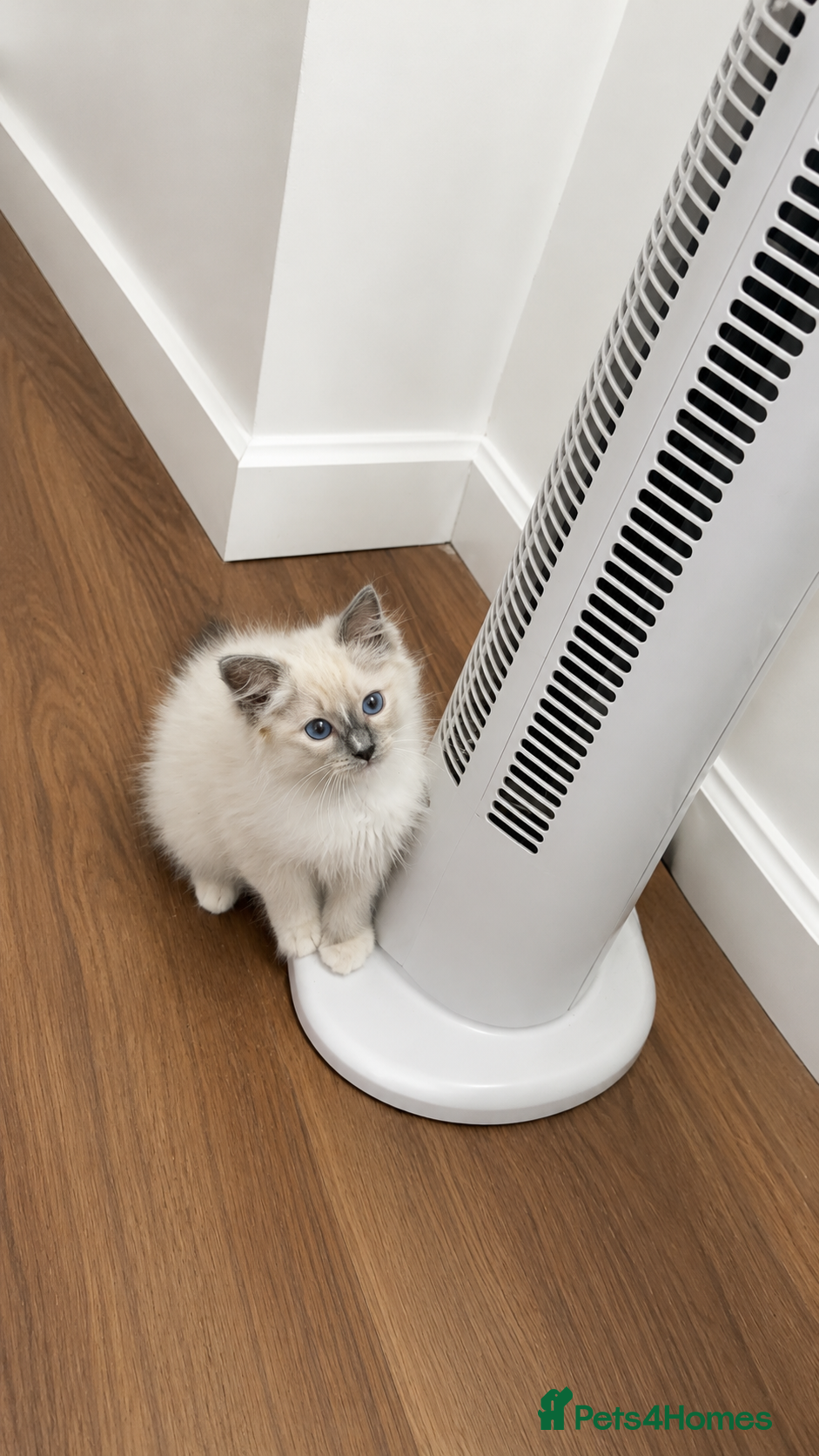 Ragdoll cats GCCF registered ragdoll kittens ready nxt weekend  - Advert 1