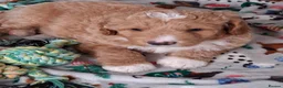 Goldendoodle dogs for sale: Multigen Double Doodle - Advert 14