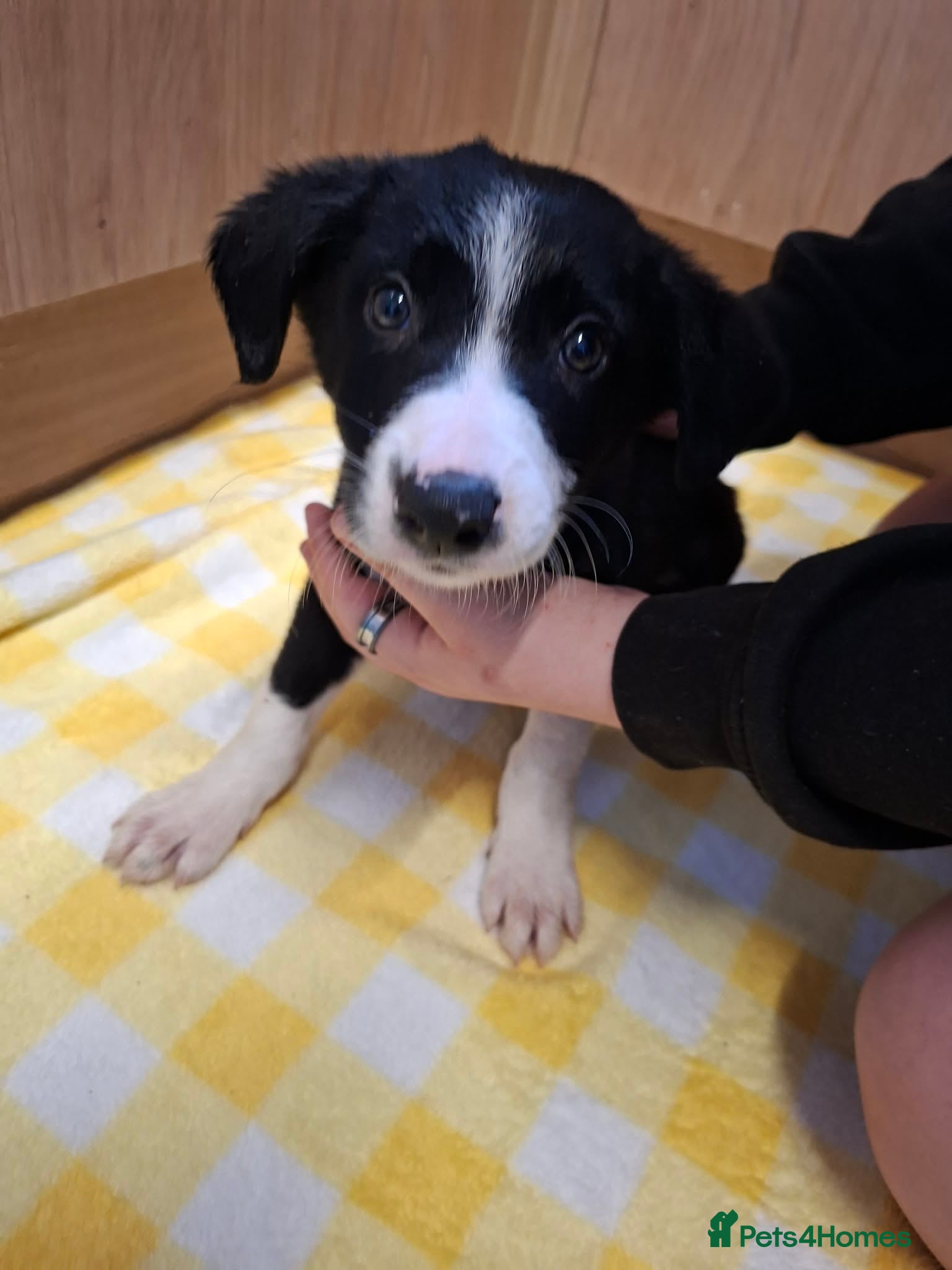 Border Collie dogs for sale: 4 male Border Collies for sale  - Advert 1