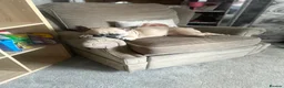 French Bulldog dogs for sale: Beautiful French bulldogs for sale  in Brighouse - Advert 4