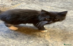 Mixed Breed cats for sale: Stunning fluffy kittens - Image 8