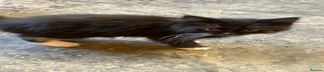 Mixed Breed Kitten 7