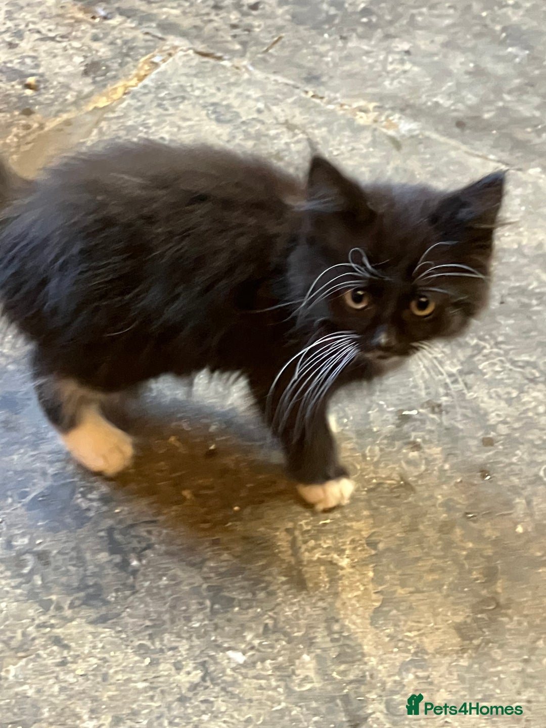 Mixed Breed cats for sale: Stunning fluffy kittens - Image 8