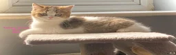 British Shorthair cats for sale: British Shorthair kittens - Advert 6