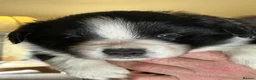 Border Collie dogs for sale: Border Collie puppies  - Advert 4