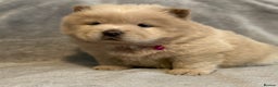 Chow Chow dogs for sale: KC Reg Chow Chow Puppies  - Advert 8