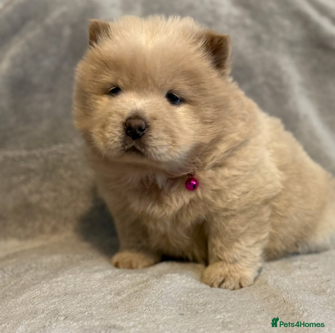 Chow Chow dogs for sale: KC Reg Chow Chow Puppies  - Advert 8