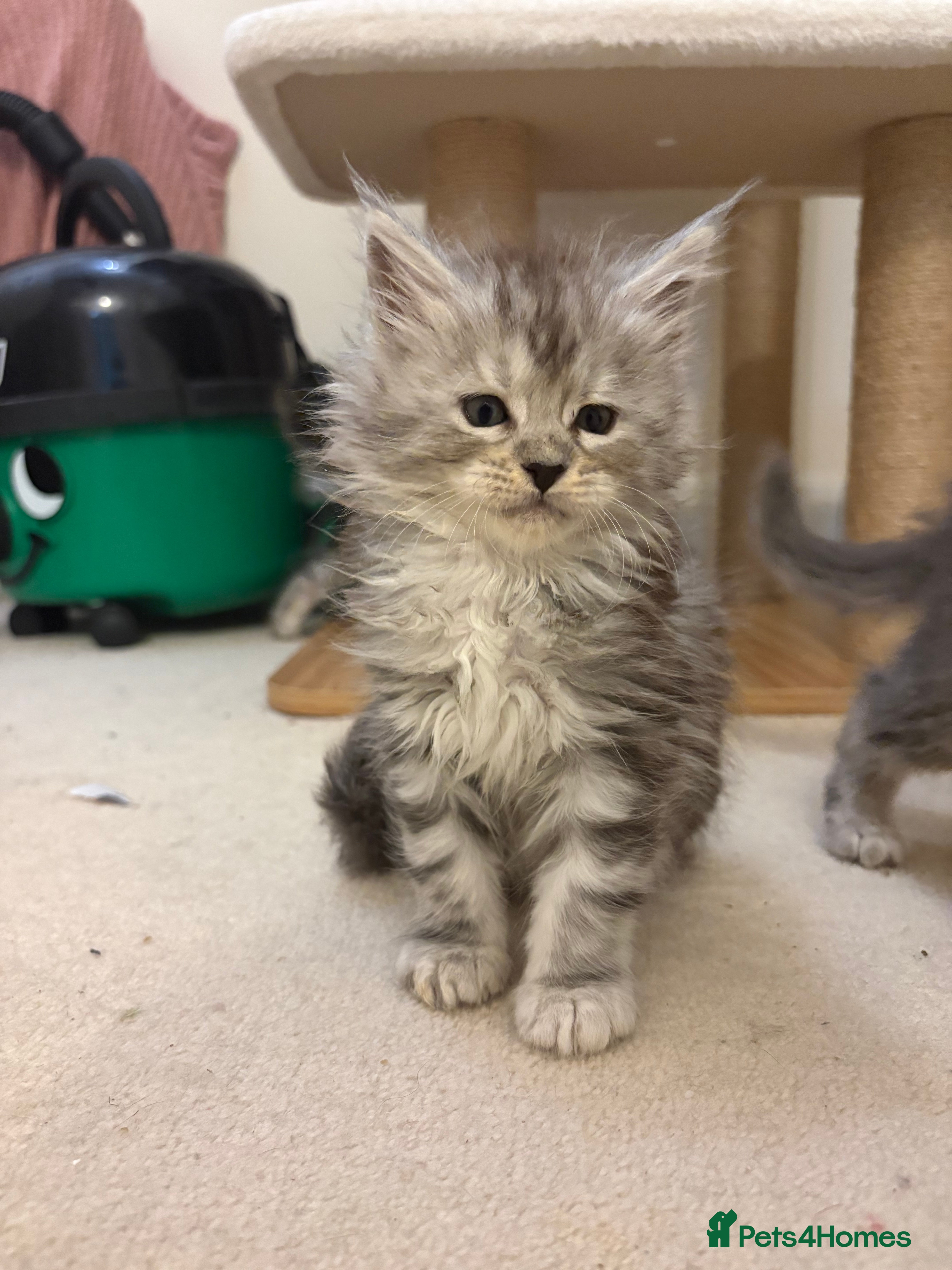 Maine Coon cats Outstanding Maine Coon Kittens | Champion lines - Advert 3