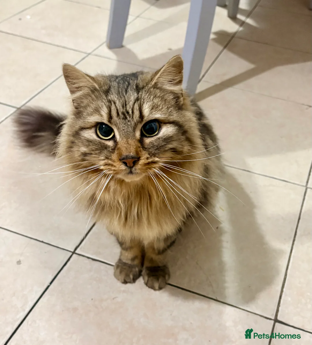 Mixed Breed cats for sale: Boomy - Advert 4