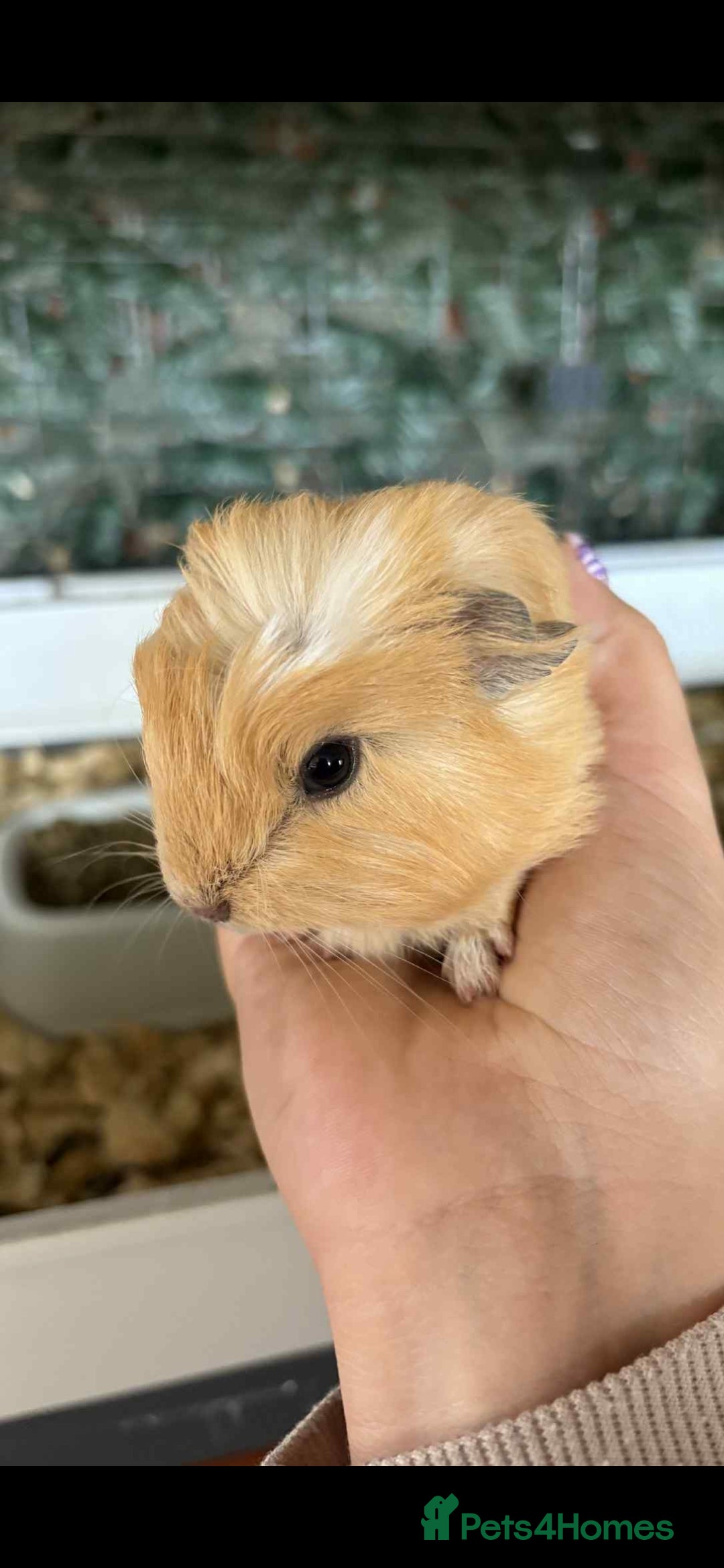 Guinea Pig rodents for sale: Mix of guinea pigs for sale  in Blackpool - Image 5