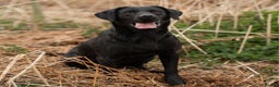 Labrador Retriever dogs for stud: KC Black Lab Stud Astraglen - Fully Health Tested in Corwen - Advert 7