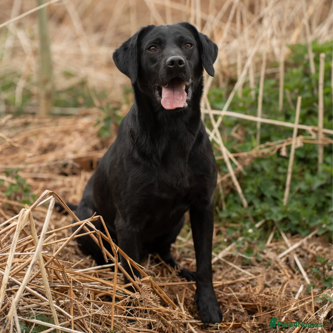 Labrador Retriever dogs for stud: KC Black Lab Stud Astraglen - Fully Health Tested in Corwen - Advert 7