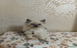 Ragdoll cats for sale: 8 beautiful Ragdoll cats - Image 2